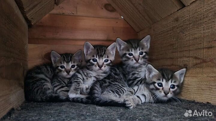 Бенгальские котята