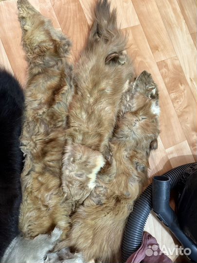 Шкурки соболя лапки,хвостики