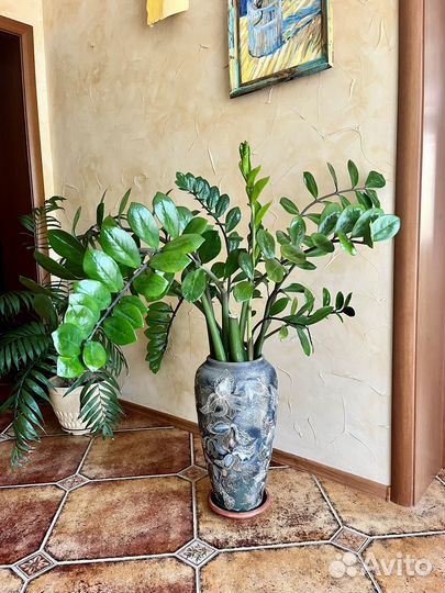 Фикус бенджамина и другие комнатные цветы