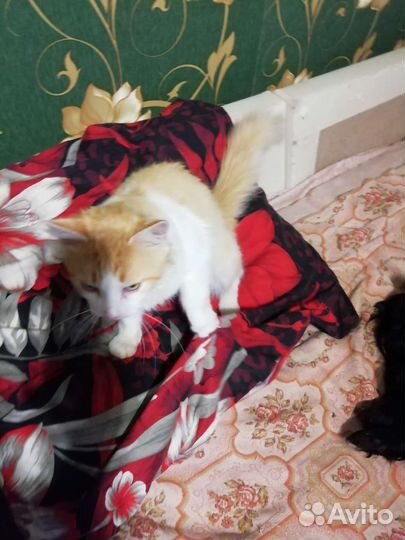 Кот в дар