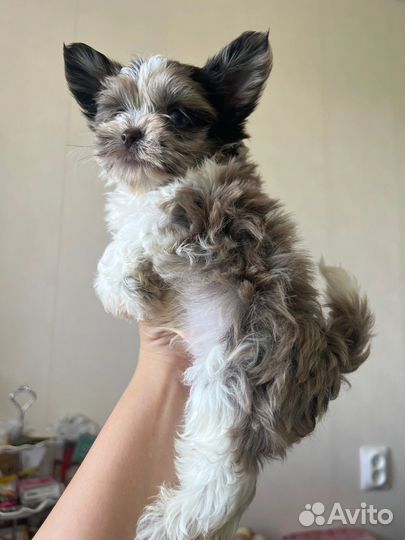 Щенки бивер йорка супер мини, мини и стандарт