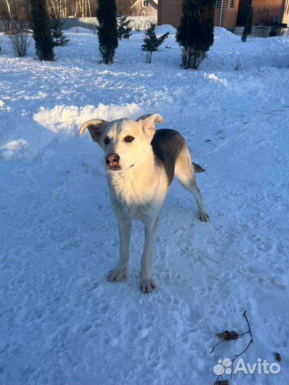 Собака в добрые руки