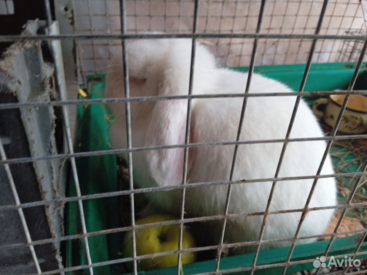 Вислоухие кролики