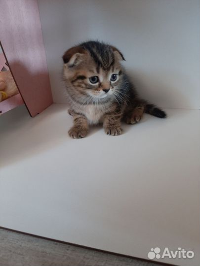 Шотландская