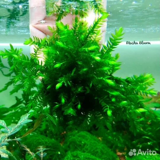 Роголистник,мхи,пистия