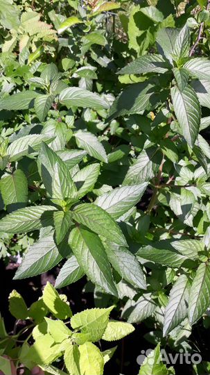 Травы для чая