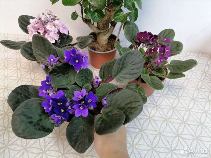 Полисциас Лемон, фиалки, сциндапсус