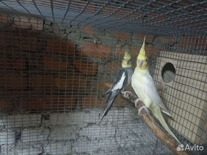 Попугай корелла