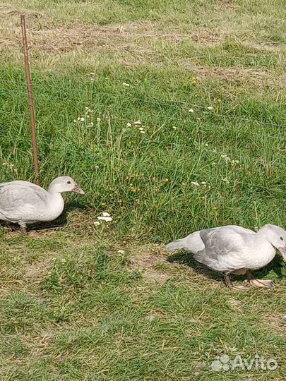 Индоутки тяжелые