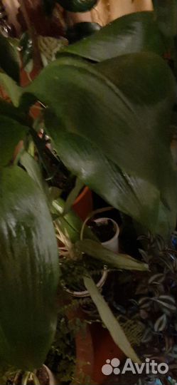 Эухарис амазонская лилия