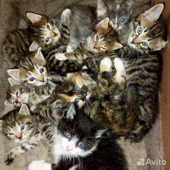 Котята в добрые руки