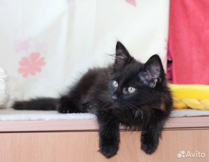 Котенок Кузя