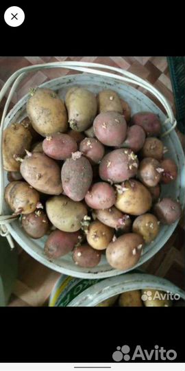 Семенной картофель