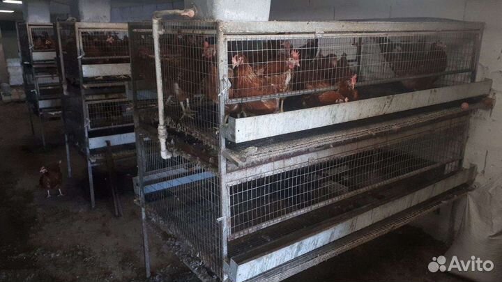 Клетки для кур несушек бу
