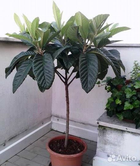 Мушмула японская и германская крупноплодная