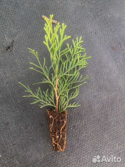 Туи Смарагд