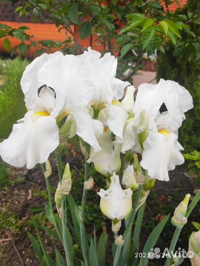 Ирис белый