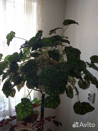 Бегония тигровая