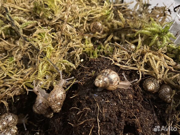 Улитки ахатины бесплатно
