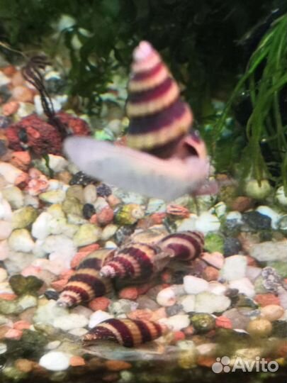 Улитки хелена 30 какр. растения сматрите на другом