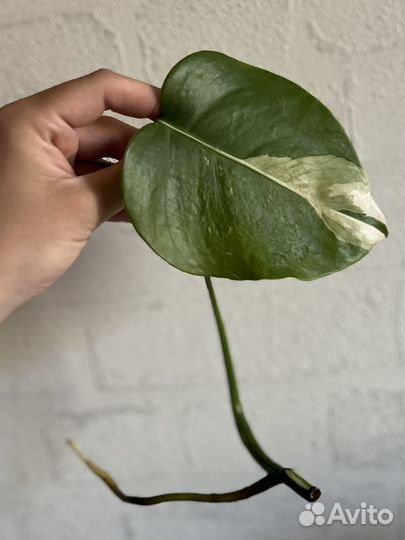 Монстера альба