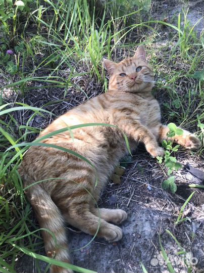 Рыжий котик в добрые руки