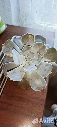 Суккуленты