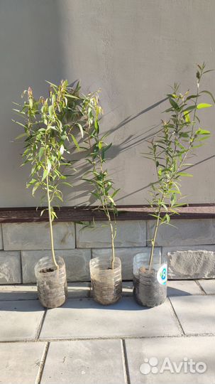 Ива шаровидная