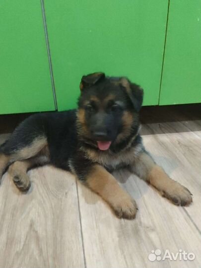 Щенки немецкой овчарки