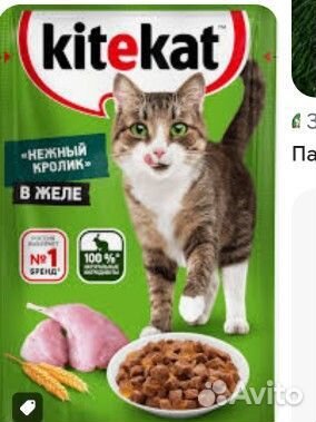 Корм для кошек влажный