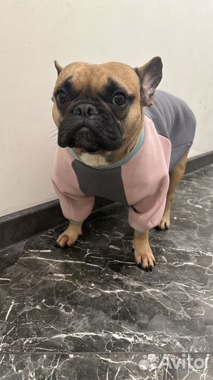 Одежда на заказ для собак и кошек