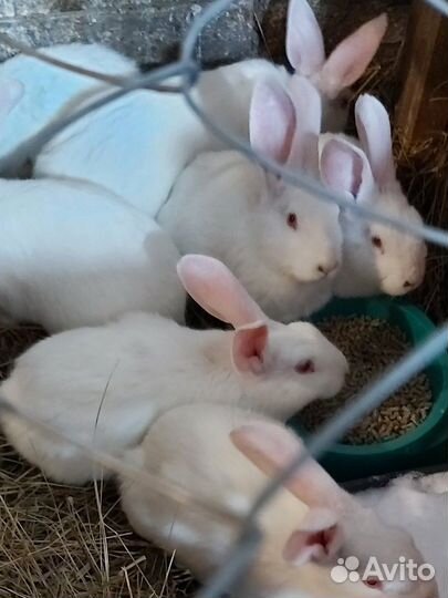 Кролики мясных пород