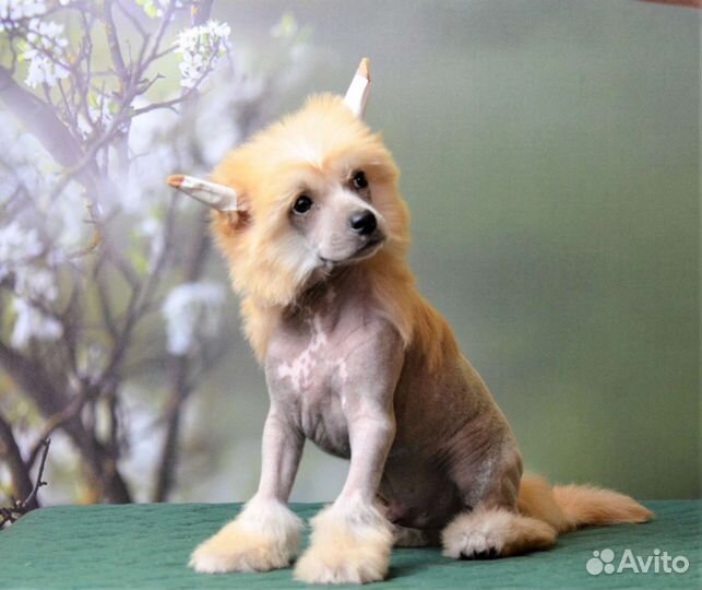 Китайская хохлатая