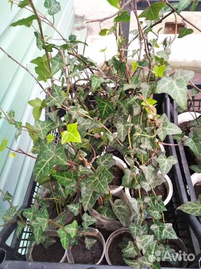 Плющ уличный