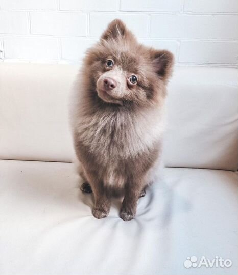 Груминг обучение, курсы груминга