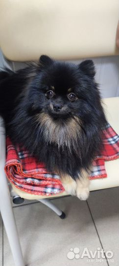 Вязка собак шпиц