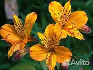 Продажа корней альстромерии оптом