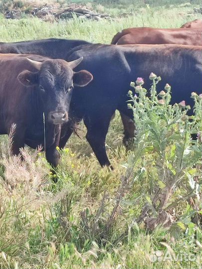 Продаются овцы коровы