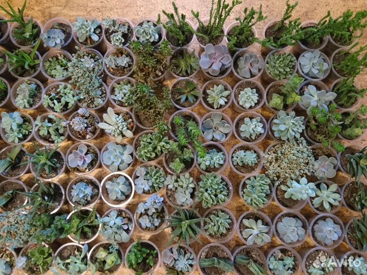 Суккуленты для флорарума, суккулентных садиков