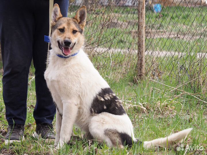 Собака Маврик