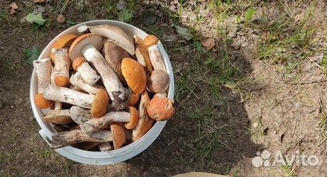 Грибы подосиновики