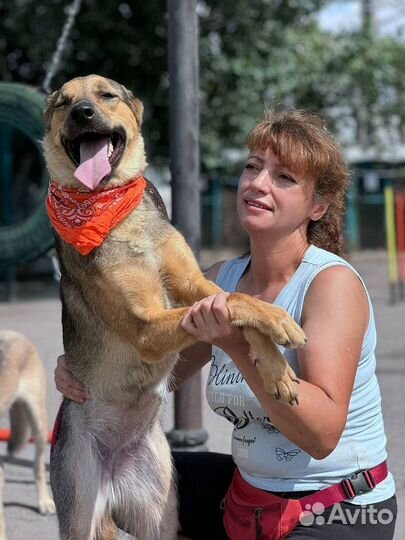 Щенок Мина из приюта в поиске семьи