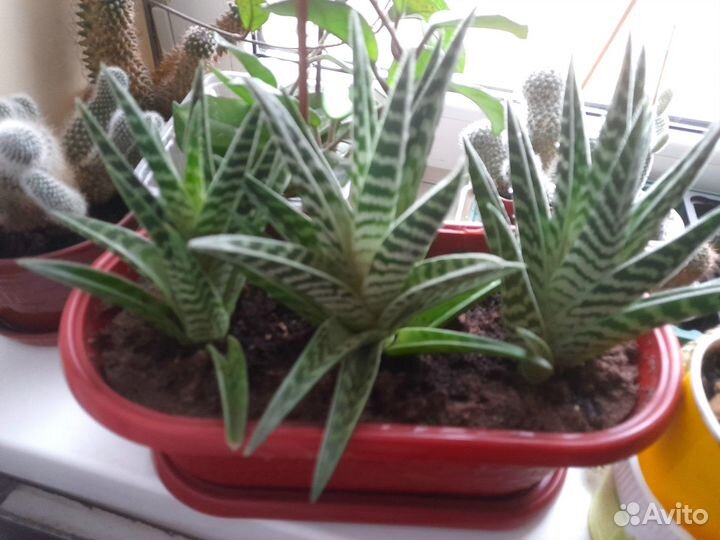 Алое пестрое