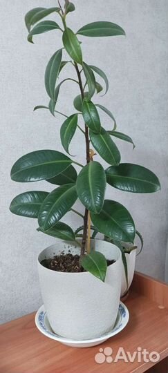 Комнатные цветы