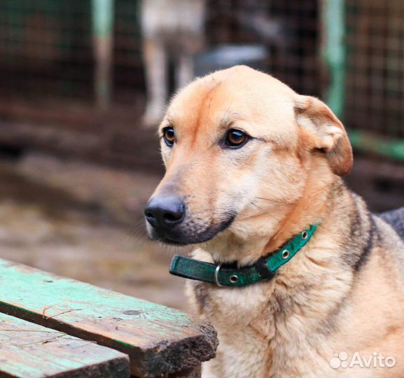 Собака Уна в добрые руки
