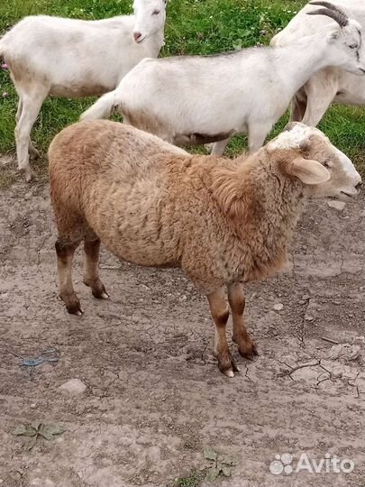 Овцы бараны ягнята