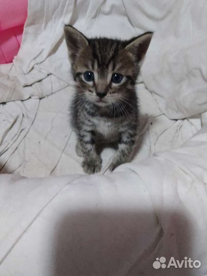 Котята в добрые руки бесплатно