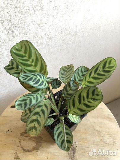 Ктенанта/калатея