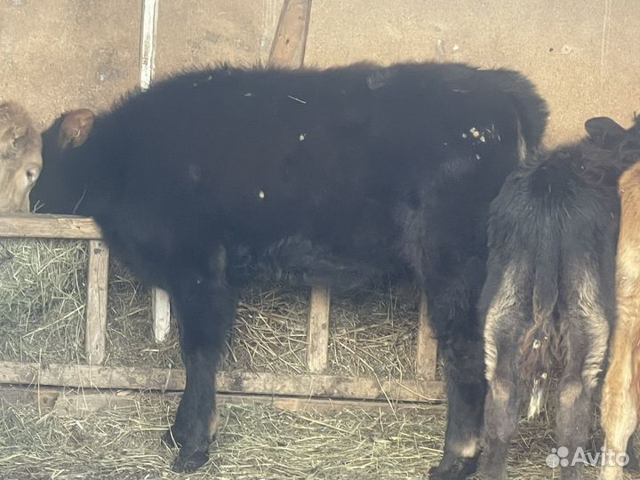 Телочка 6 месяцев