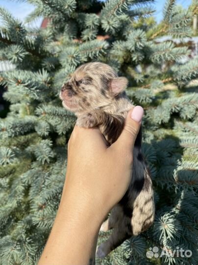 Девочка шокомерле